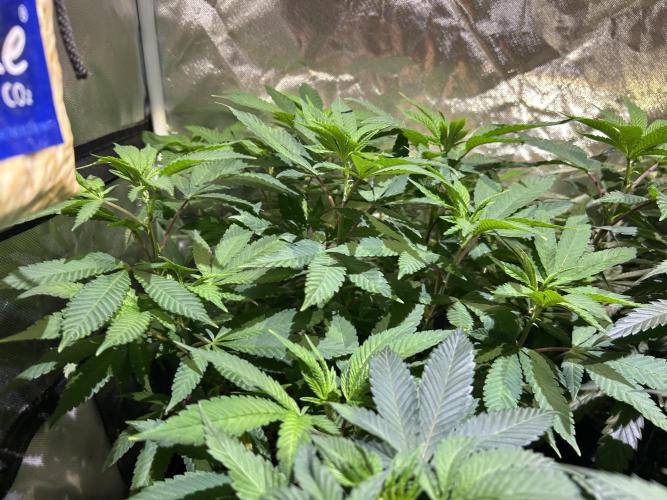 OSS - Blackwater. Week 18