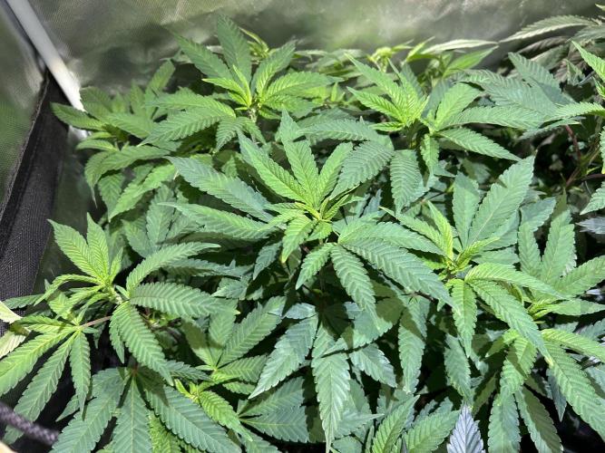 OSS - Blackwater. Week 18