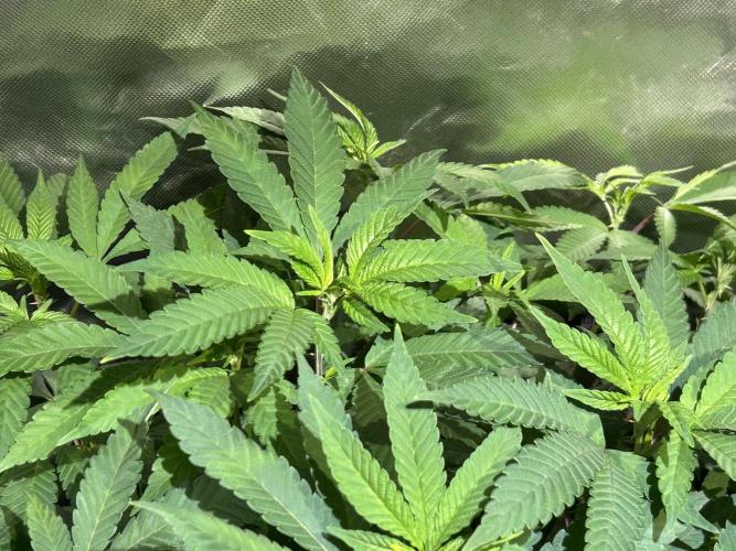 OSS - Blackwater. Week 18