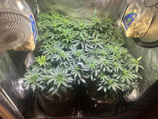 OSS - Blackwater. Week 18