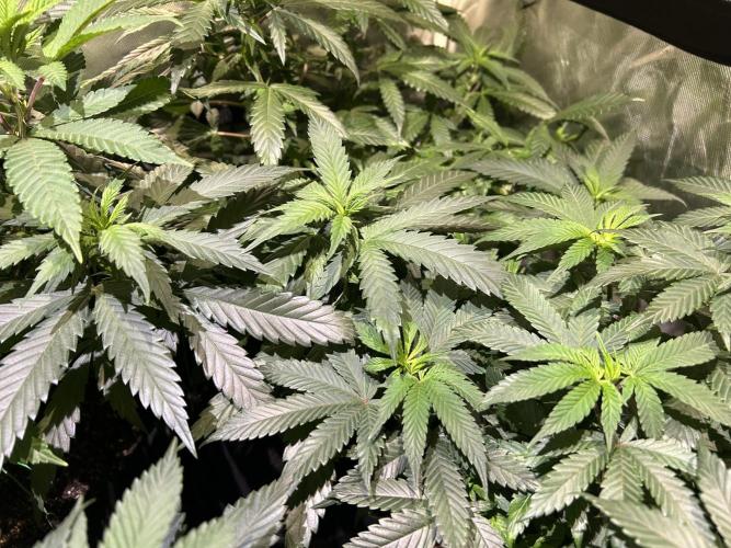 OSS - Tiramisu. Week 18