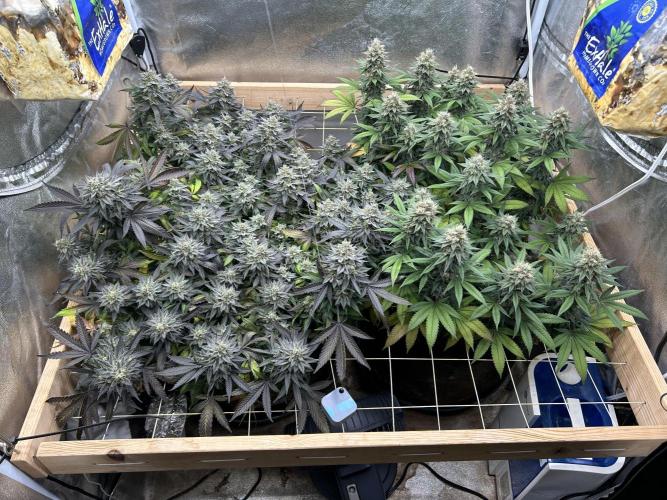 Kannabia - Pink Gelato. Week 25 - 2/21/26