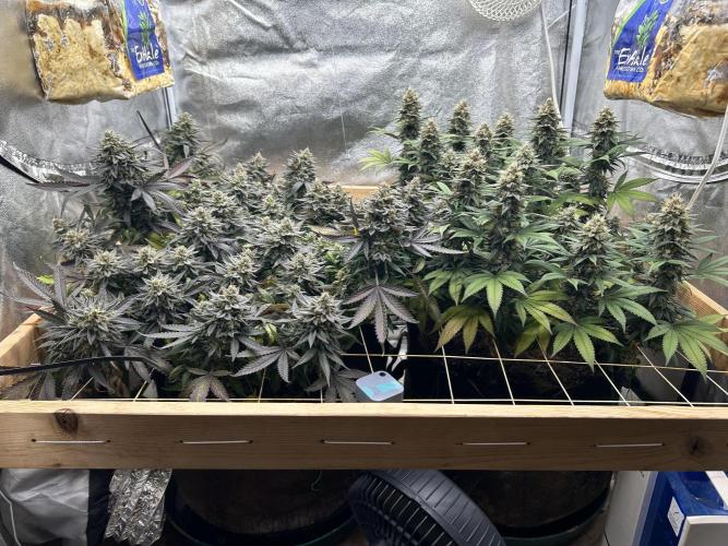 Kannabia - Pink Gelato. Week 25