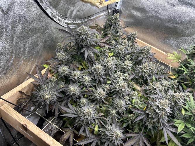 Kannabia - Pink Gelato. Week 25