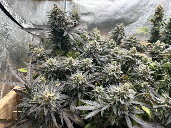 Kannabia - Pink Gelato. Week 25