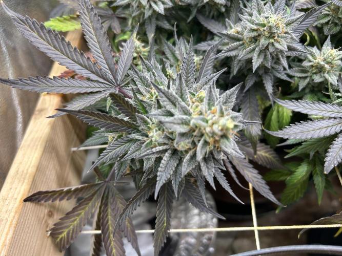 Kannabia - Pink Gelato. Week 25