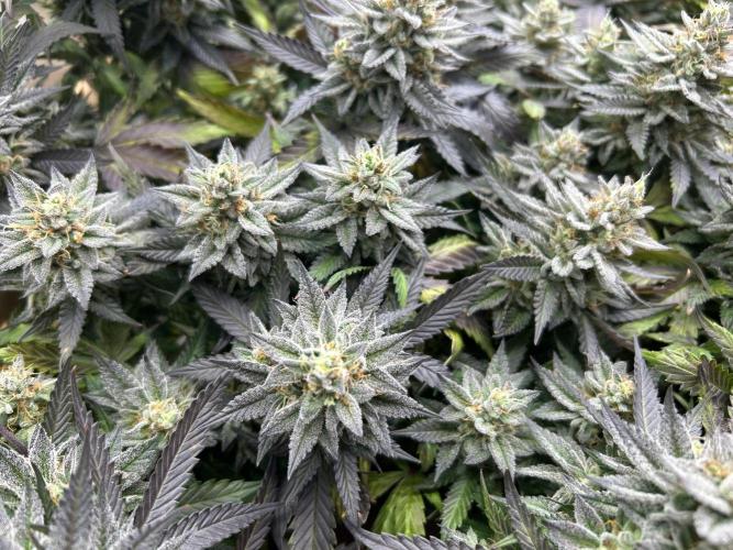 Kannabia - Pink Gelato. Week 25