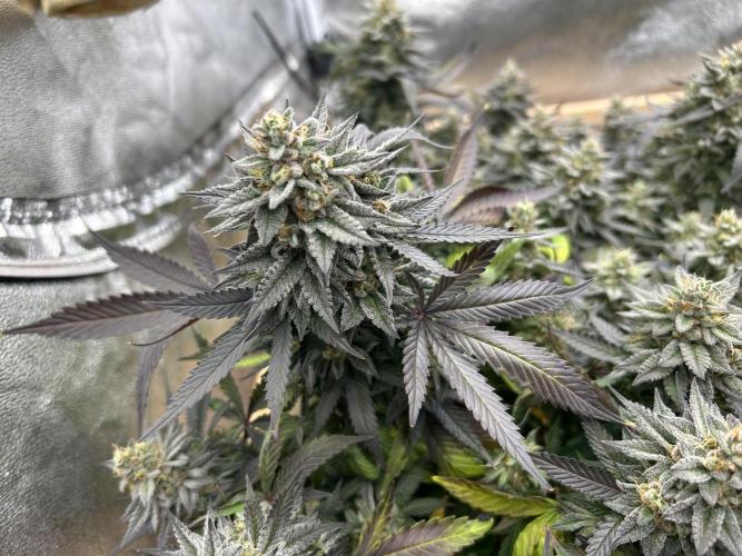 Kannabia - Pink Gelato. Week 25
