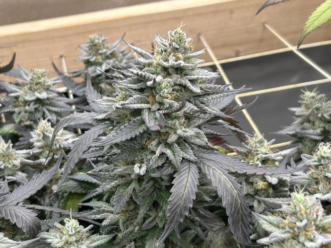 Kannabia - Pink Gelato. Week 25