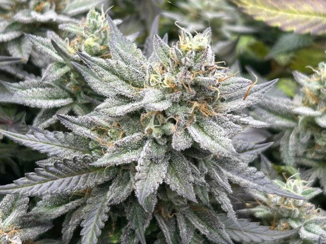 Kannabia - Pink Gelato. Week 25