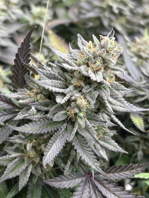 Kannabia - Pink Gelato. Week 25
