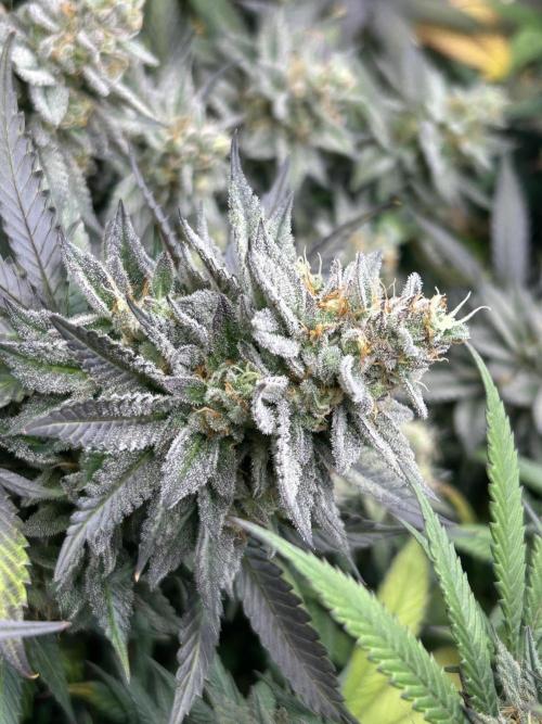 Kannabia - Pink Gelato. Week 25