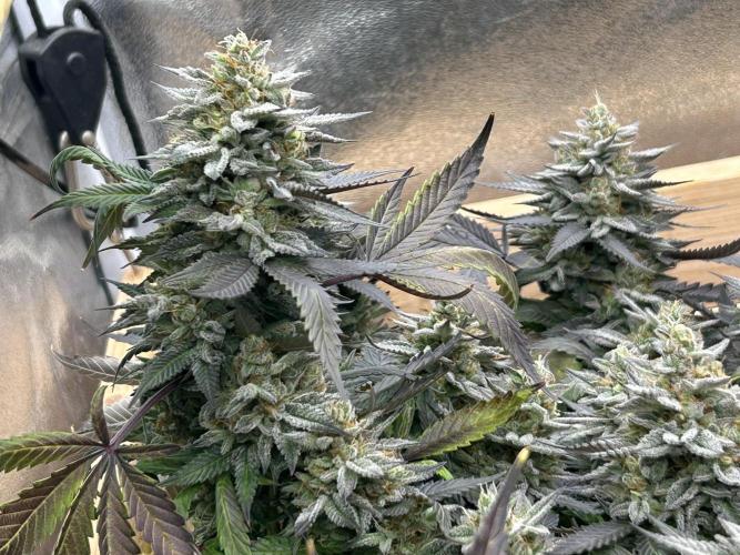 Kannabia - Pink Gelato. Week 25