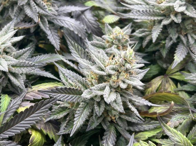 Kannabia - Pink Gelato. Week 25