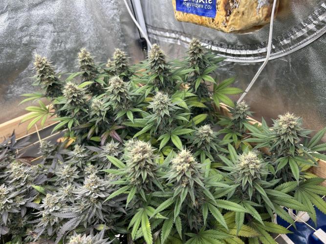 Kannabia - Apple Fritter. Week 25