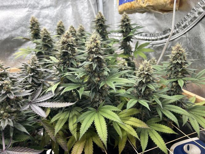 Kannabia - Apple Fritter. Week 25