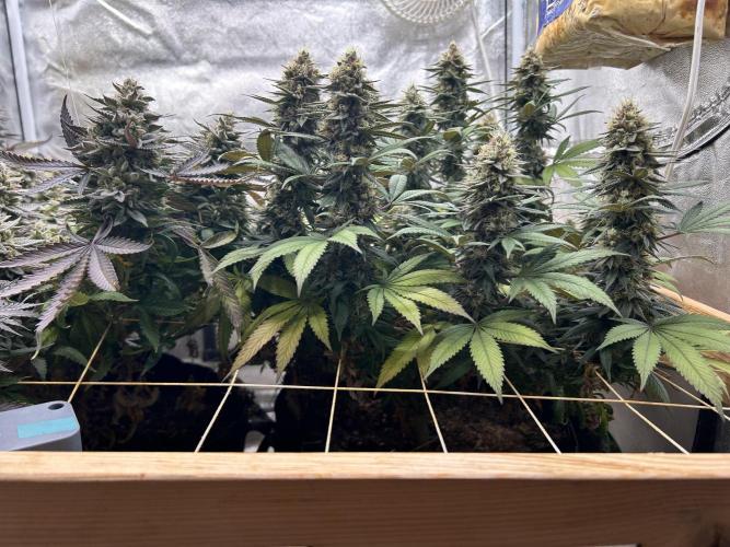 Kannabia - Apple Fritter. Week 25