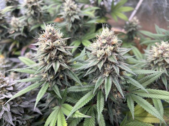 Kannabia - Apple Fritter. Week 25