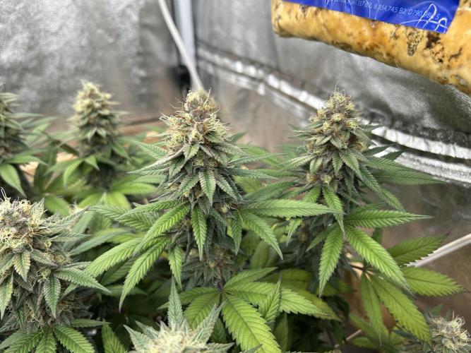 Kannabia - Apple Fritter. Week 25
