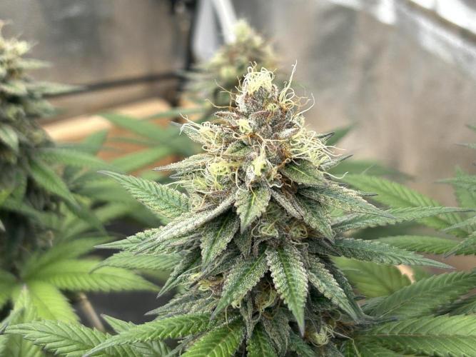 Kannabia - Apple Fritter. Week 25