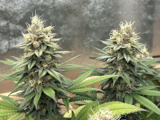 Kannabia - Apple Fritter. Week 25