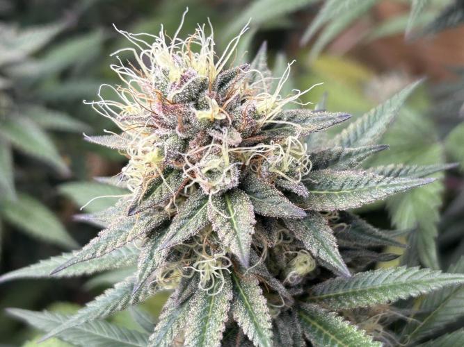 Kannabia - Apple Fritter. Week 25