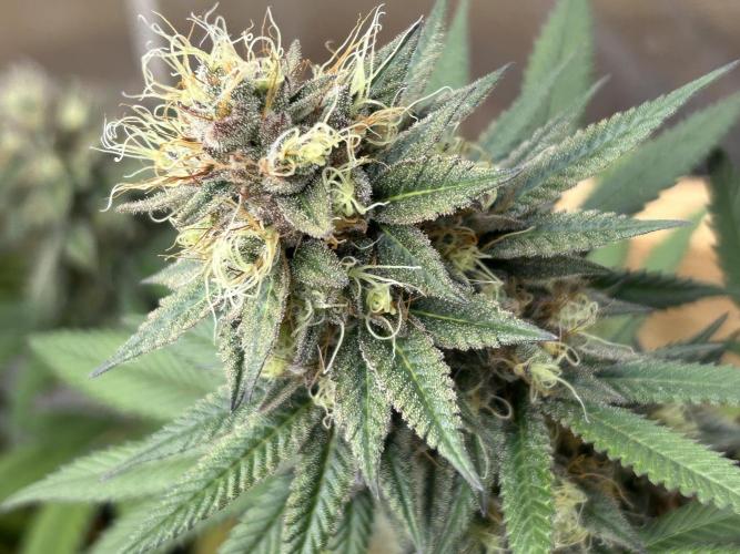 Kannabia - Apple Fritter. Week 25
