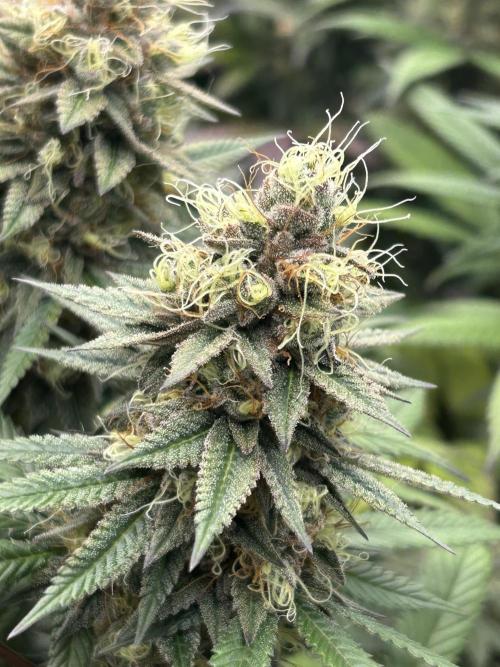 Kannabia - Apple Fritter. Week 25