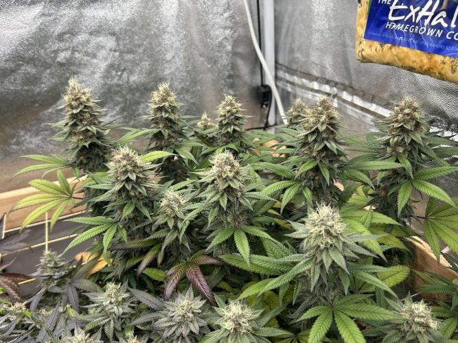 Kannabia - Apple Fritter. Week 25