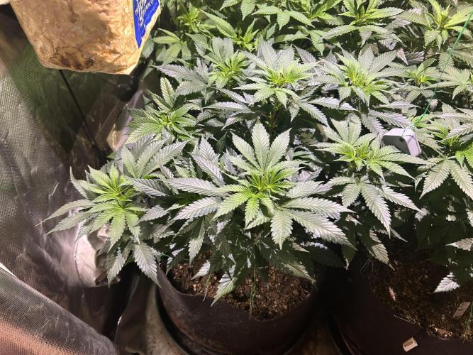BF - Super Boof. Week 16 - 2/28/26