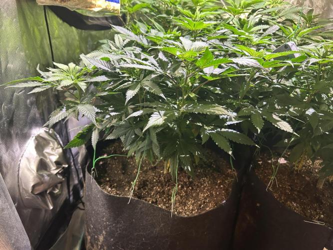 BF - Super Boof. Week 16