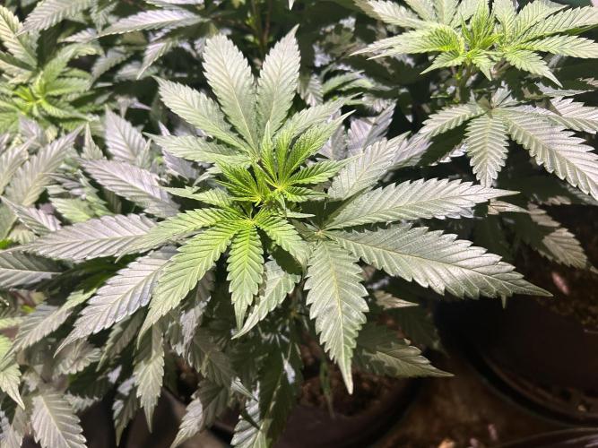 BF - Super Boof. Week 16