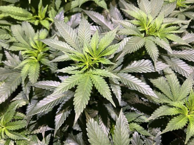 BF - Super Boof. Week 16