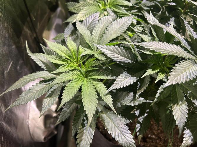 BF - Super Boof. Week 16