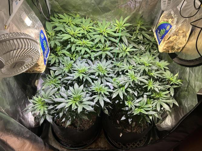 BF - RS11 x Banana OG. Week 16