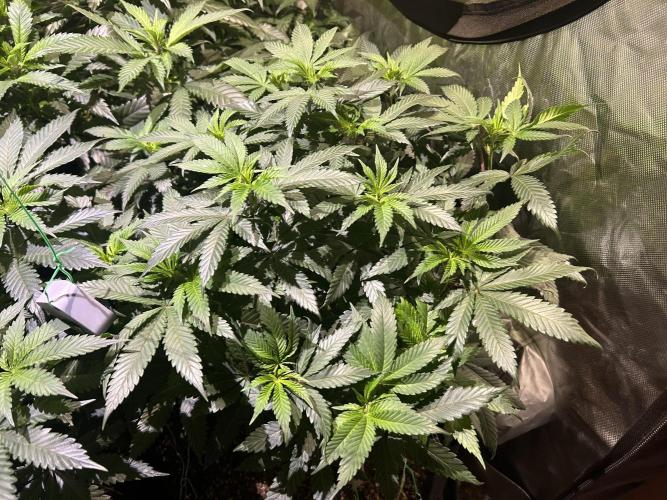 BF - RS11 x Banana OG. Week 16 - 2/28/26