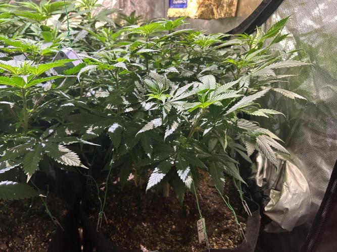 BF - RS11 x Banana OG. Week 16