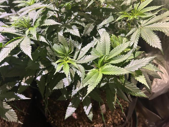 BF - RS11 x Banana OG. Week 16