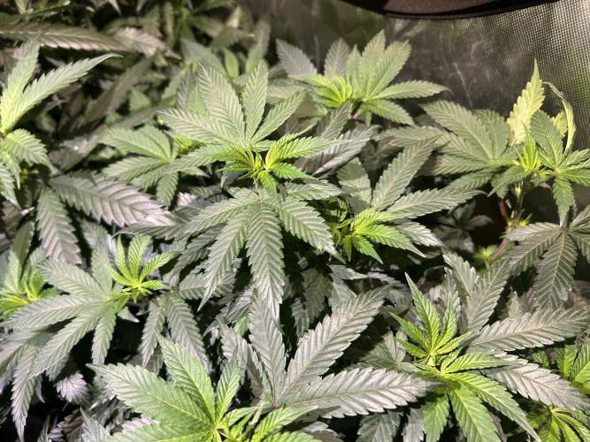 BF - RS11 x Banana OG. Week 16