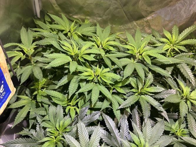 OSS - Blackwater. Week 19 - 2/28/26