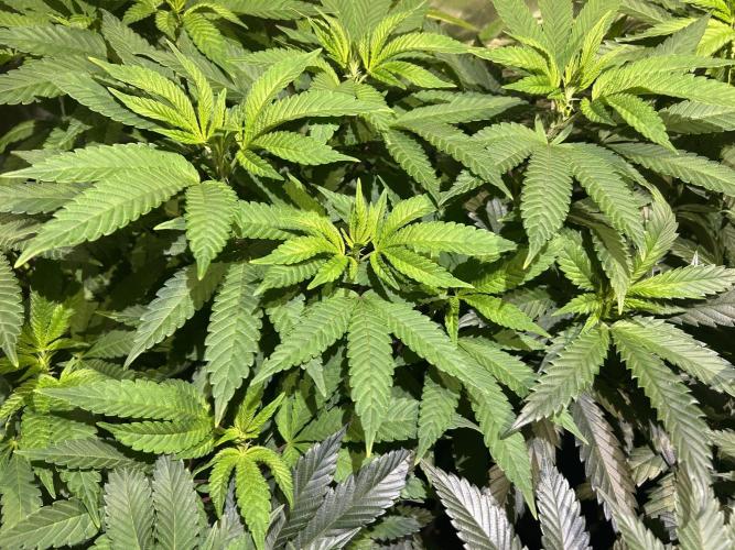 OSS - Blackwater. Week 19