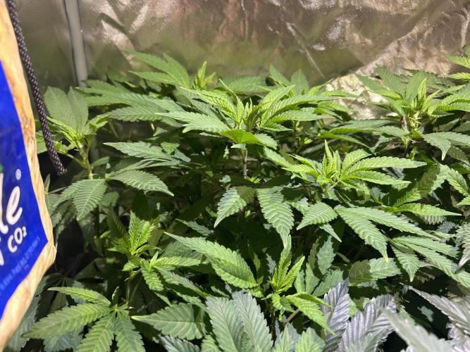 OSS - Blackwater. Week 19