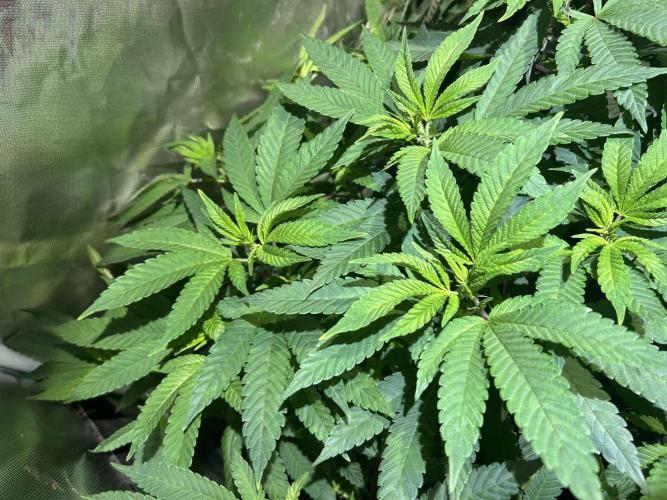 OSS - Blackwater. Week 19