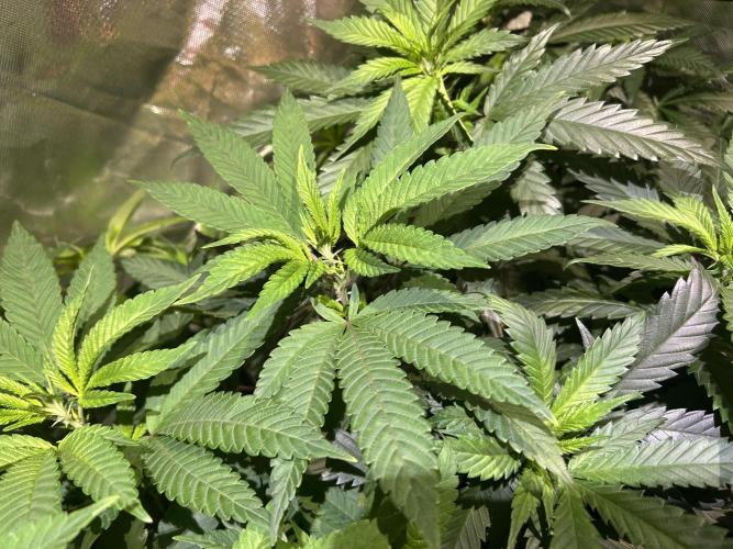 OSS - Blackwater. Week 19