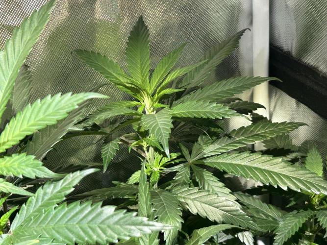 OSS - Tiramisu. Week 19