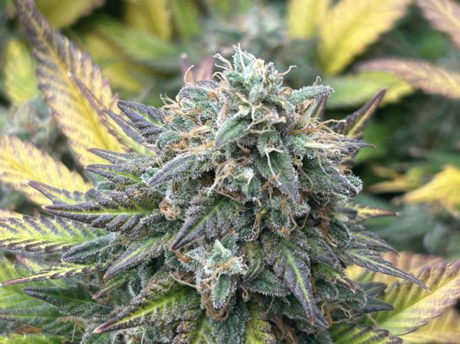 OSS - Sherbet Moonrocks. Week 25
