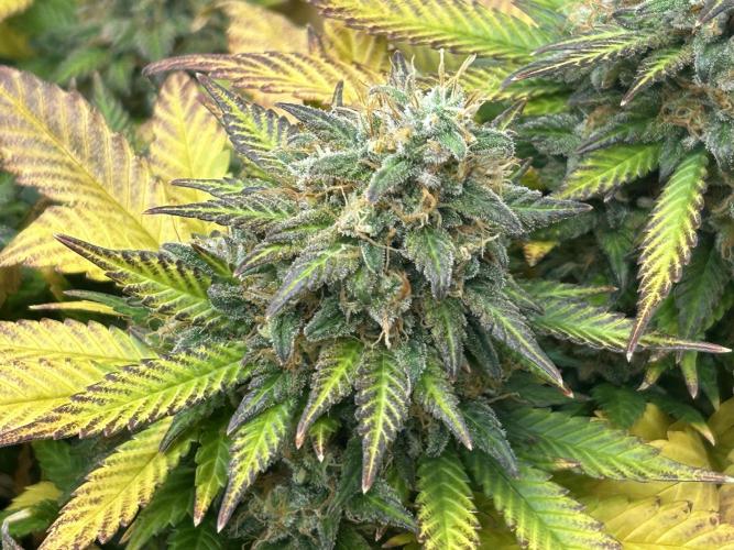OSS - Sherbet Moonrocks. Week 25