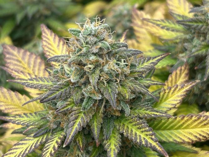 OSS - Sherbet Moonrocks. Week 25