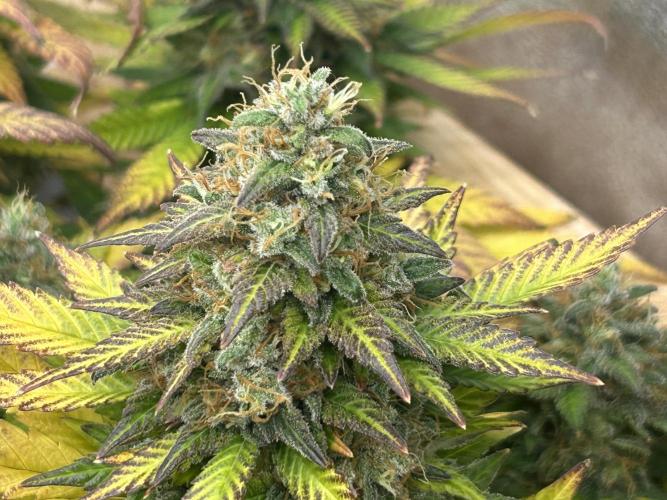 OSS - Sherbet Moonrocks. Week 25