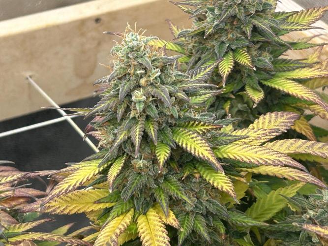 OSS - Sherbet Moonrocks. Week 25